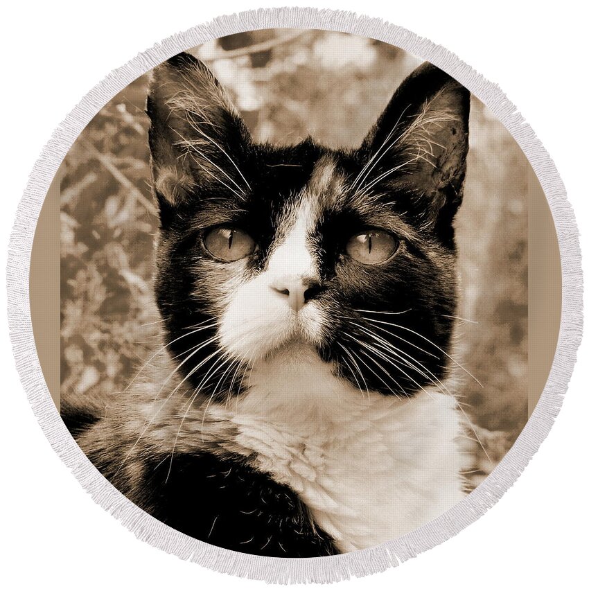 Cat Round Beach Towel featuring the photograph Souls Great and Small 2 by Rory Siegel