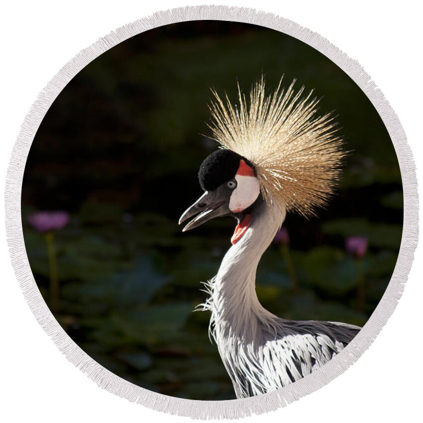 Crowned Crane Round Beach Towel featuring the photograph South African Grey Crowned Crane by Sharon Mau