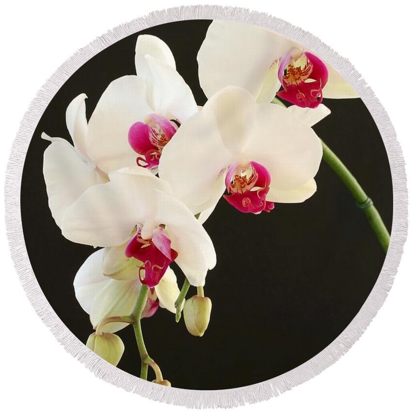 Orchid Round Beach Towel featuring the photograph Spray of White Orchids by Sabrina L Ryan