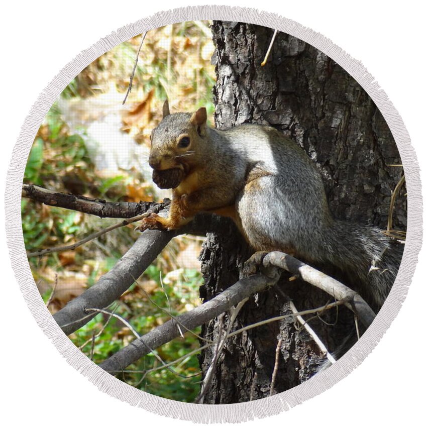 Squirrel Round Beach Towel featuring the photograph Squirrling Away by Laurel Best