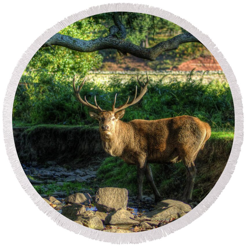 Fallow Deer Round Beach Towel featuring the photograph Stag by Yhun Suarez