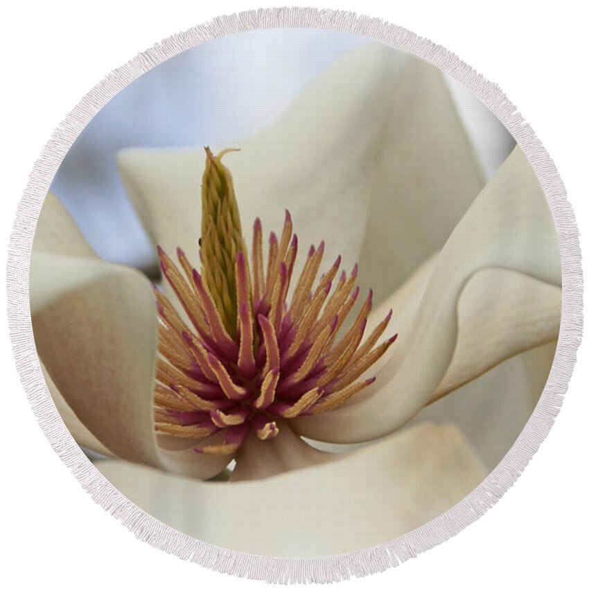 Star Magnolia Round Beach Towel featuring the photograph Star Magnolia by Benanne Stiens