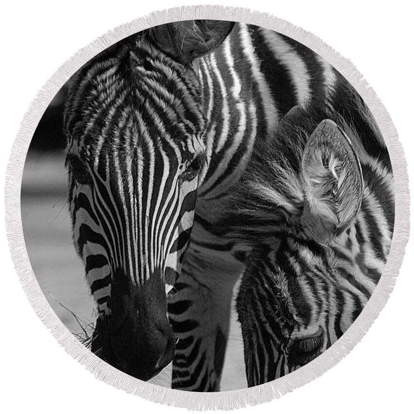 Stripes Round Beach Towel featuring the photograph Stripes - Zebra by DArcy Evans
