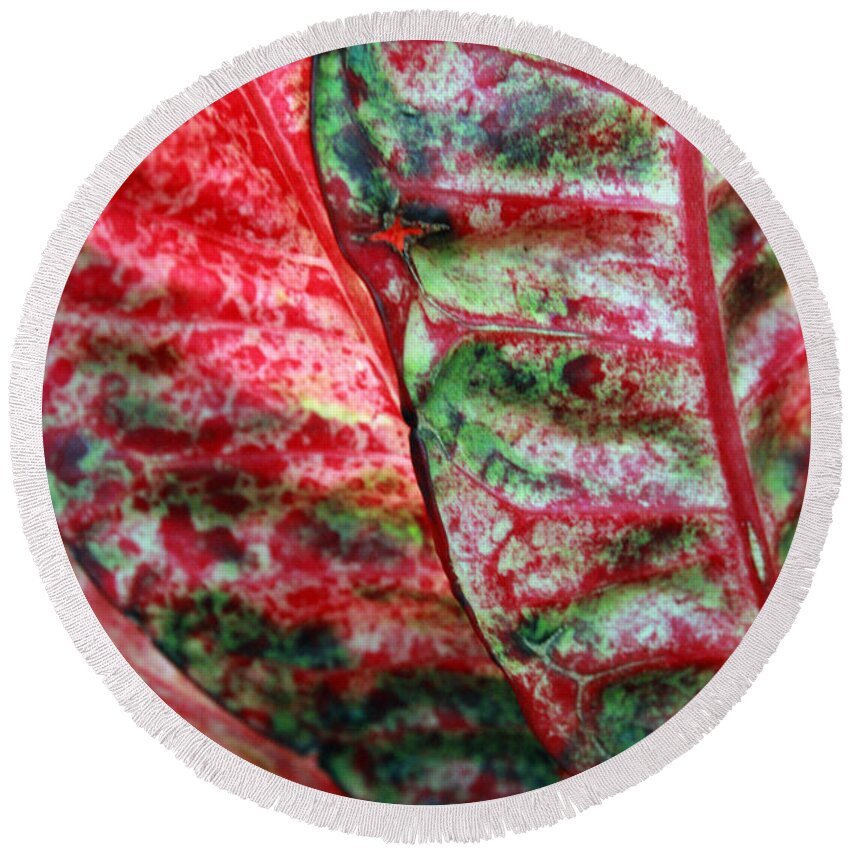 Crotons Round Beach Towel featuring the photograph Study of the Croton 1 by Jennifer Bright Burr