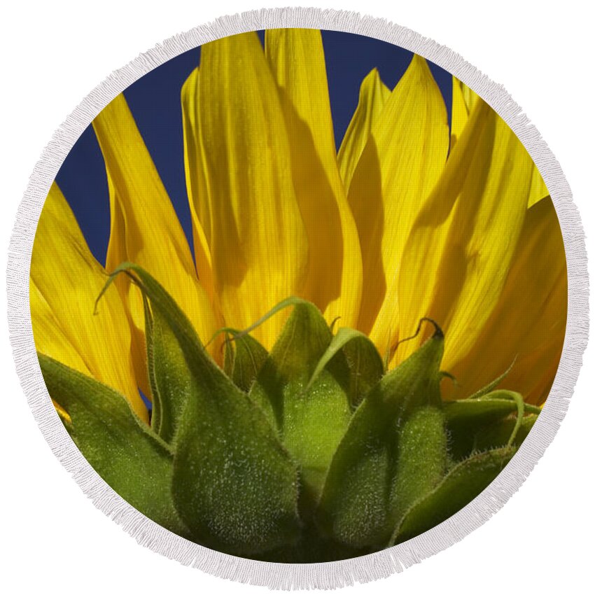 Sunflower Round Beach Towel featuring the photograph Sunflower by Garry Gay