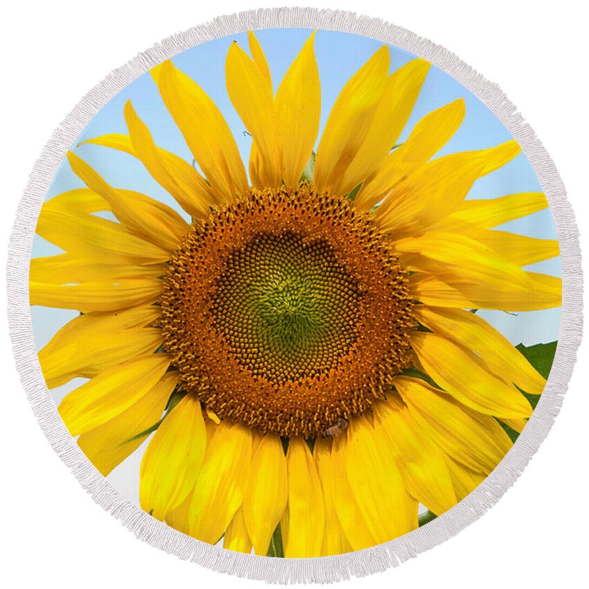 Sunflower Round Beach Towel featuring the photograph Sunflower on Blue by Regina Geoghan