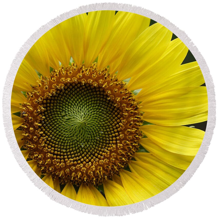 Helianthus Annuus Round Beach Towel featuring the photograph Sunflower With Insect by Daniel Reed