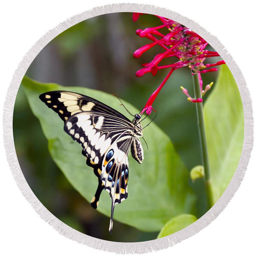 Nature Round Beach Towel featuring the photograph Swallowtail Butterfly by Linda Tiepelman