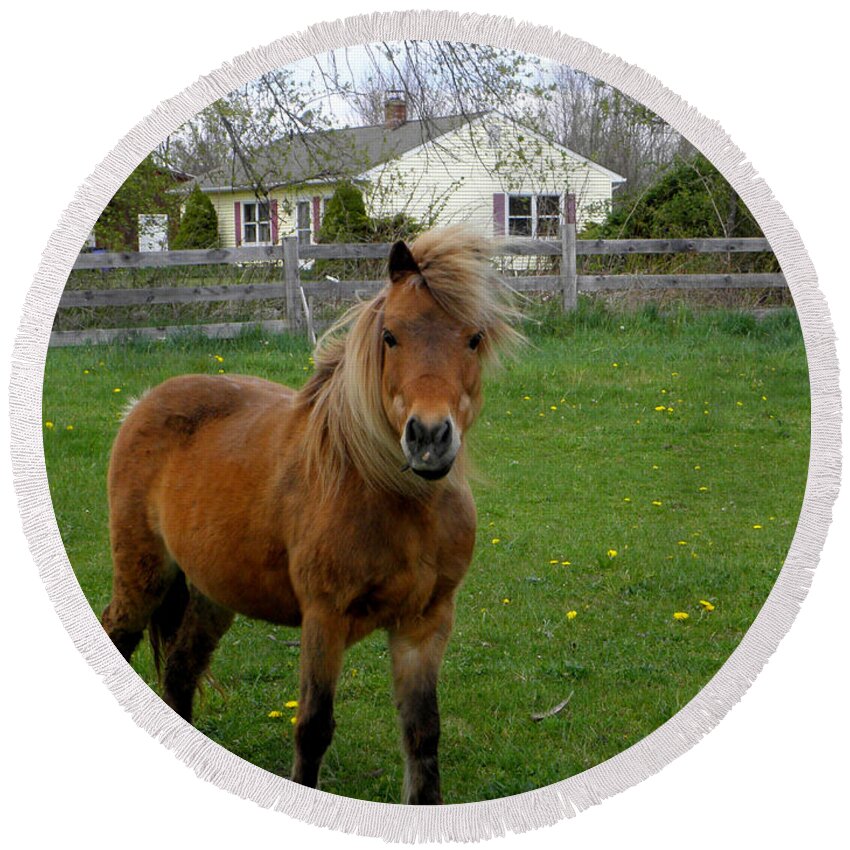 Miniature Pony Round Beach Towel featuring the photograph Taking A Stand by Kim Galluzzo