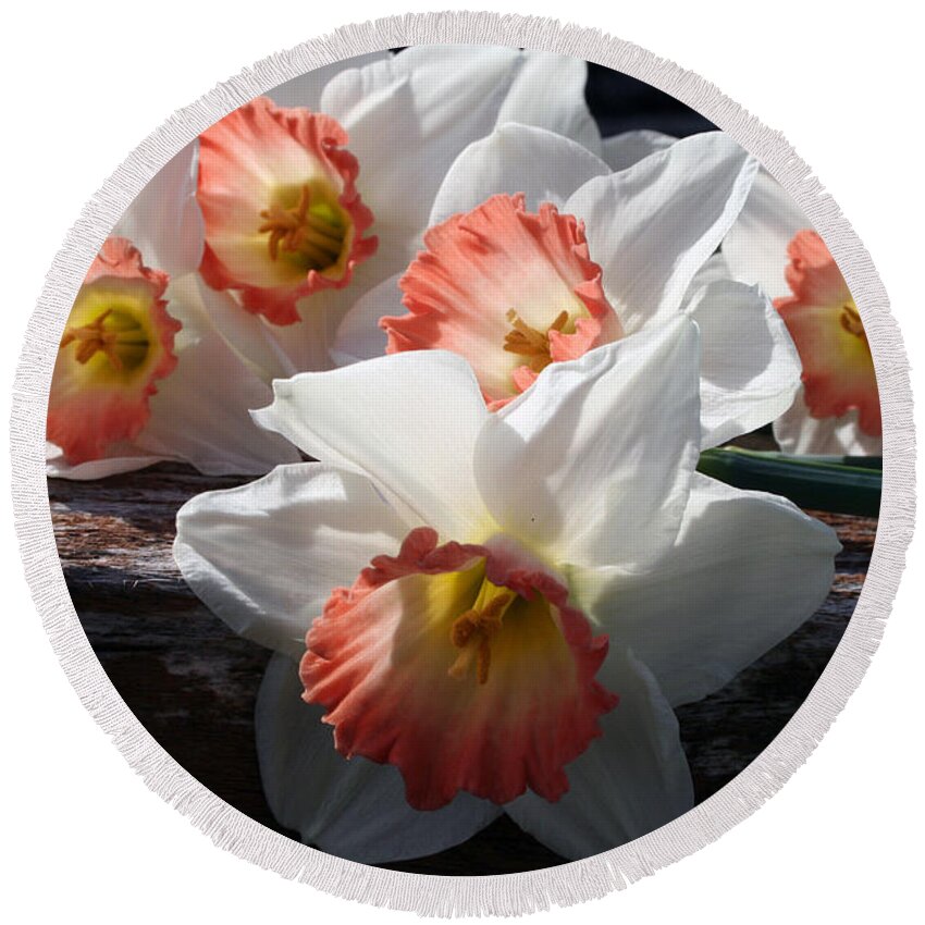 Daffodils Round Beach Towel featuring the photograph The Ladies Of Spring by Kay Novy