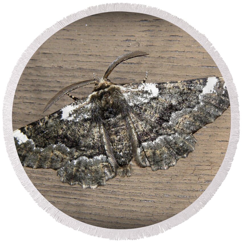 Moth Round Beach Towel featuring the photograph The Peppered Moth by Kim Galluzzo
