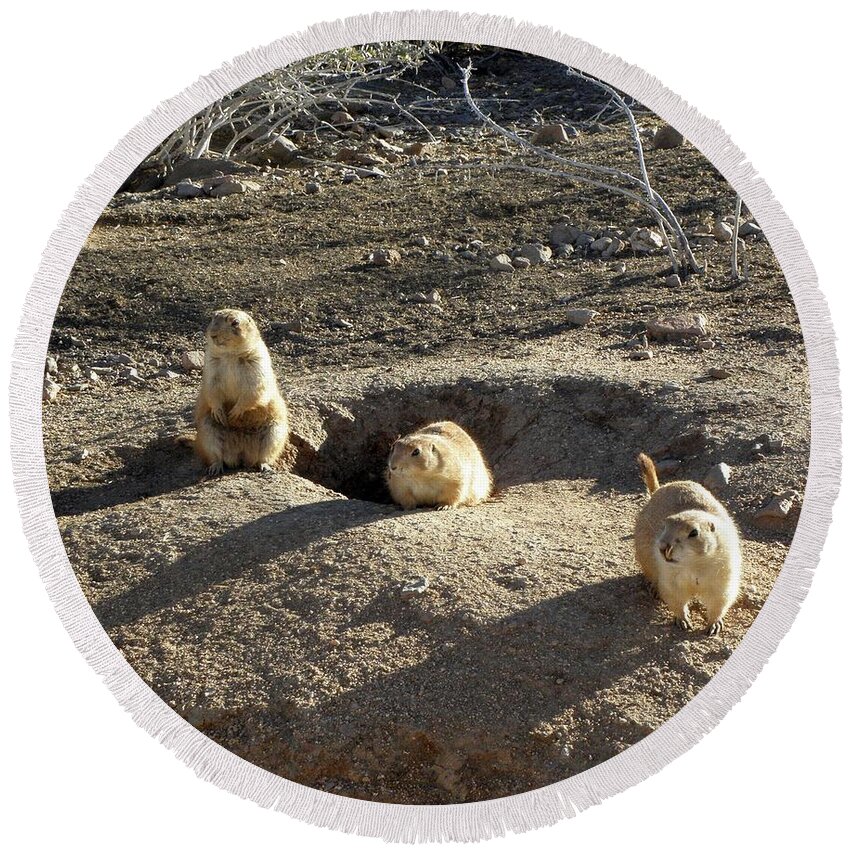 Prarie Round Beach Towel featuring the photograph The Three Stooges by Kim Galluzzo