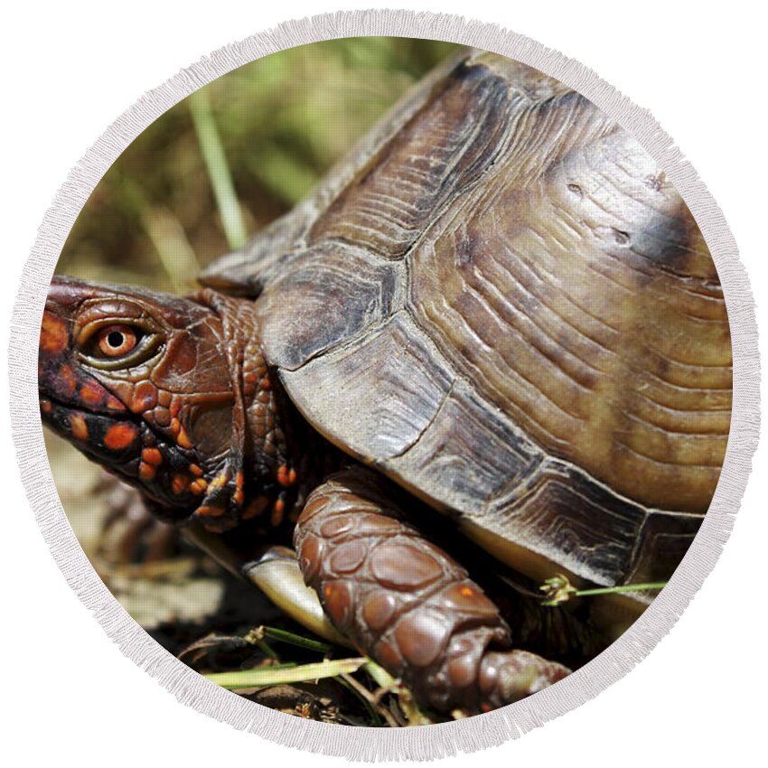 Turtle Round Beach Towel featuring the photograph Three Toed Box Turtle by Jason Politte