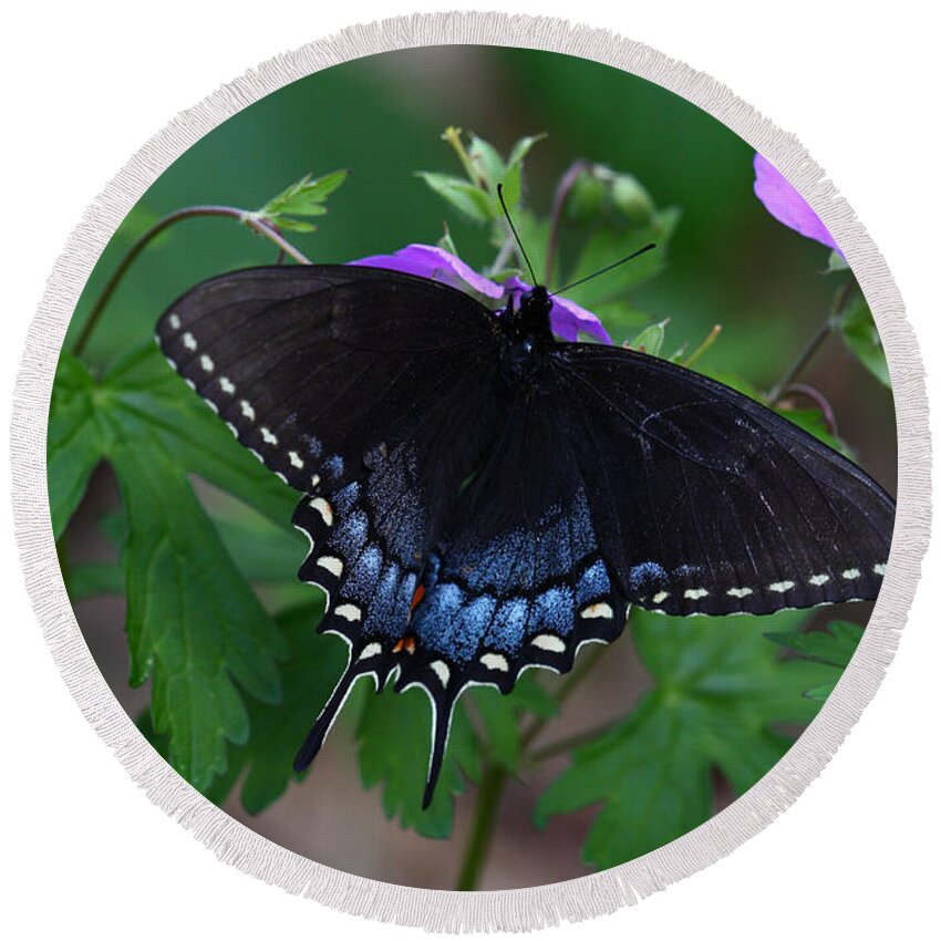 Butterfly Round Beach Towel featuring the photograph Tiger Swallowtail Female Dark Form On Wild Geranium by Daniel Reed