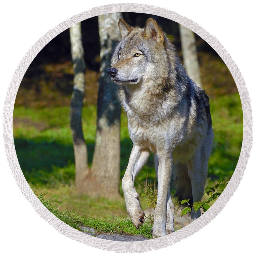 Timber Wolf Round Beach Towel featuring the photograph Timber Wolf by Tony Beck