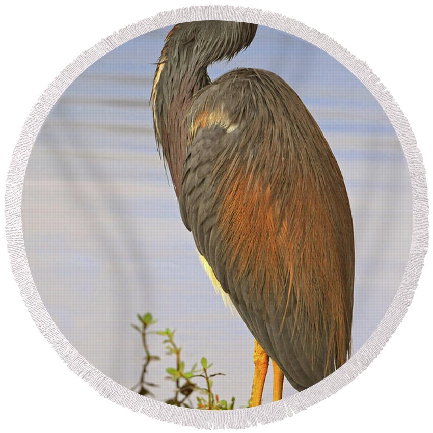 Tricolor Heron Round Beach Towel featuring the photograph Tricolor Heron by Dave Mills