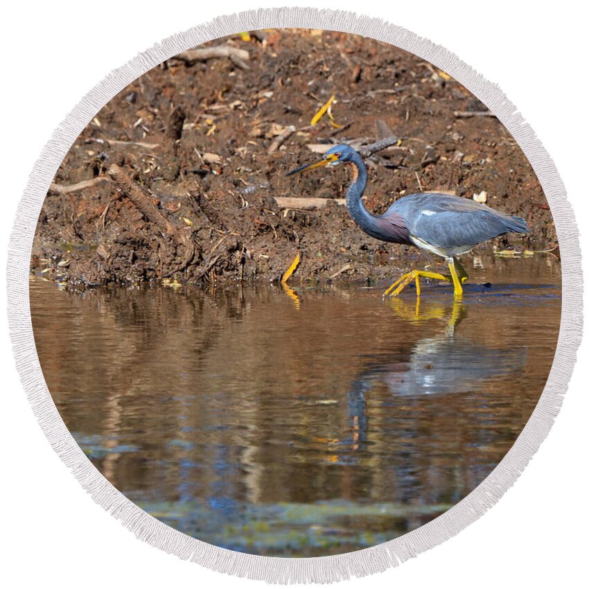 Tricolored Heron Round Beach Towel featuring the photograph Tricolored Heron in the winter marsh by Louise Heusinkveld