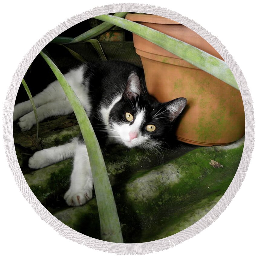 Kitty Round Beach Towel featuring the photograph Tropical Kitty by Kim Galluzzo