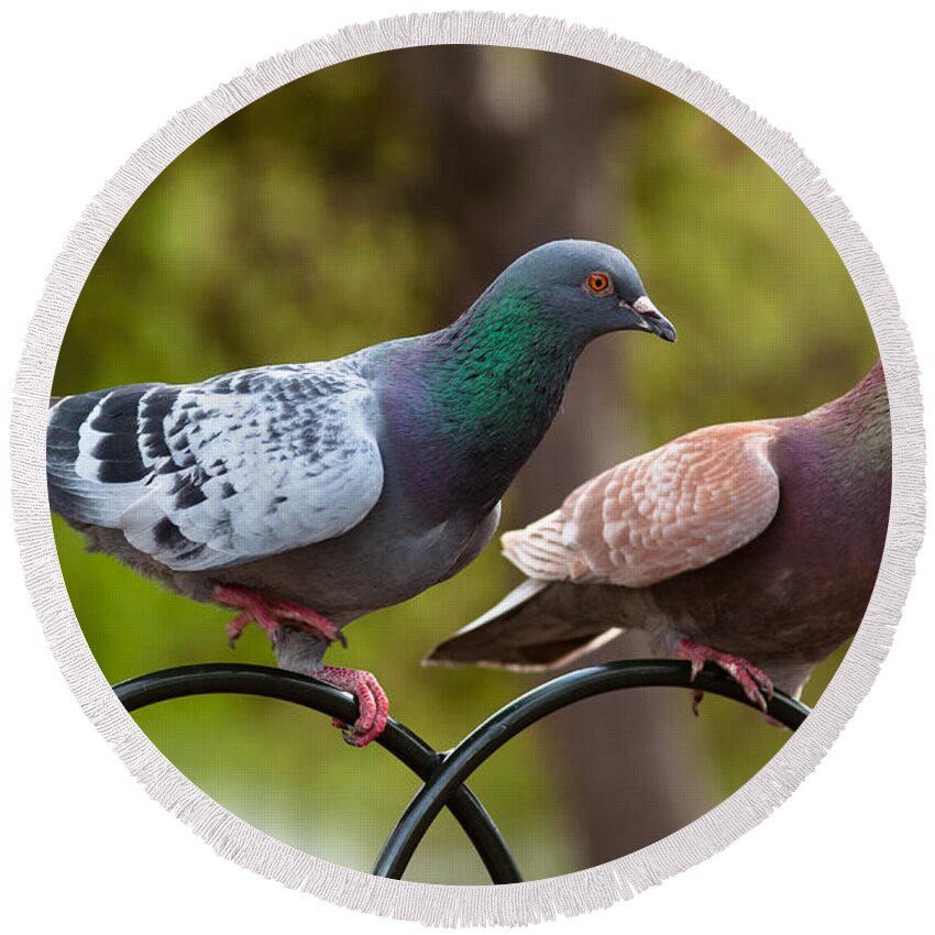 England Round Beach Towel featuring the photograph Two pigeons by Andrew Michael