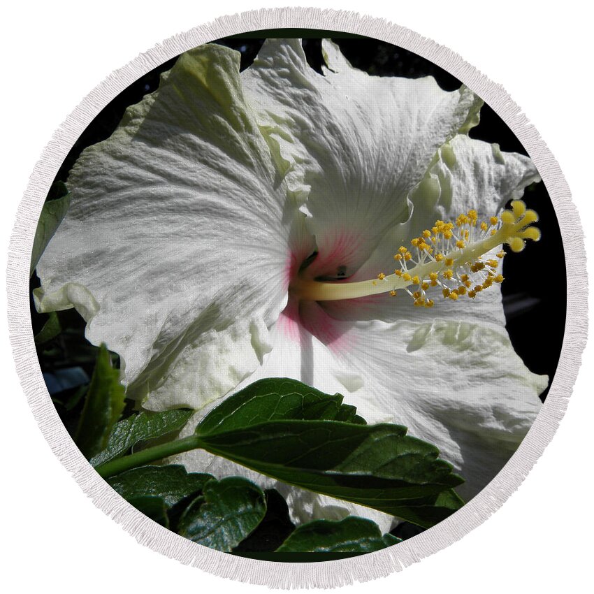 Hibiscus Round Beach Towel featuring the photograph Velvety Hibiscus by Kim Galluzzo