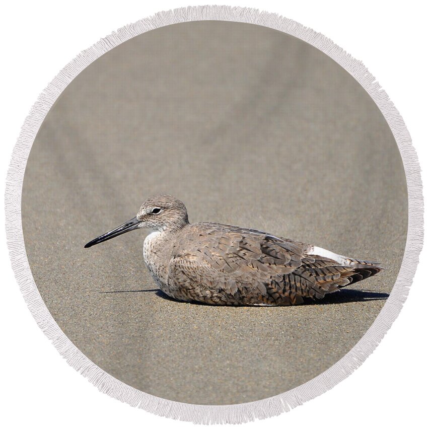 Willet Round Beach Towel featuring the photograph Waiting Willet by Al Powell Photography USA
