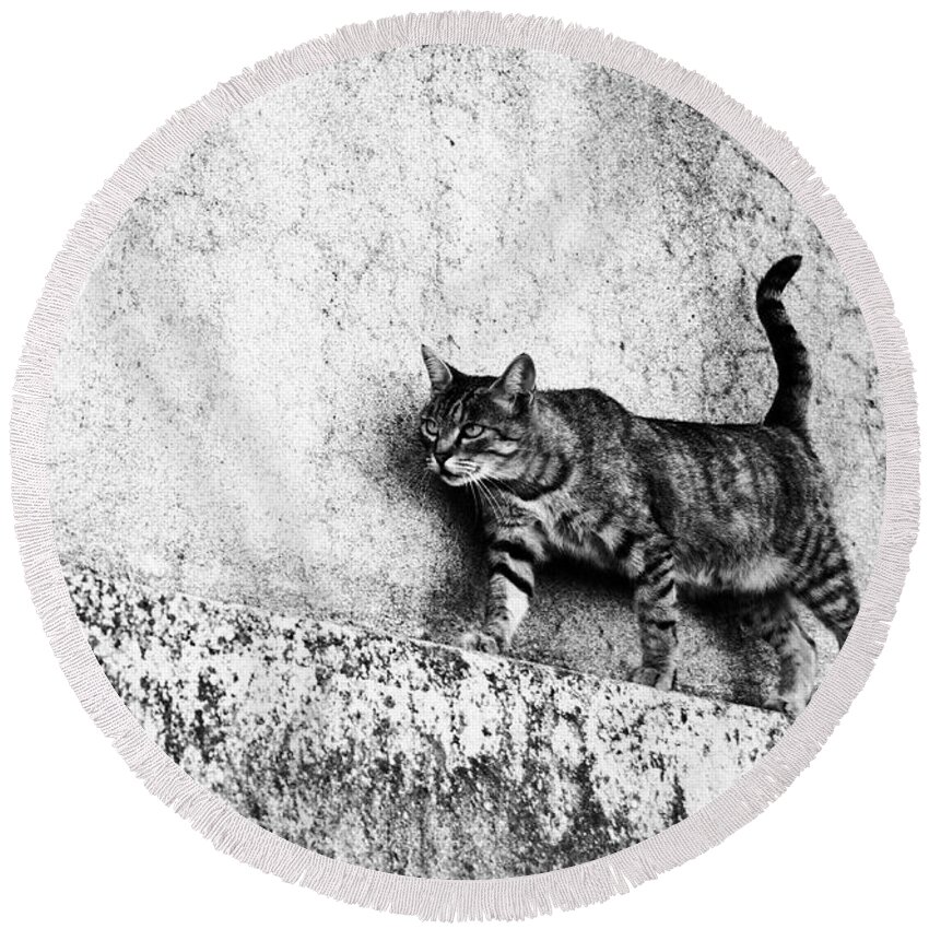 Cat Round Beach Towel featuring the photograph Walking on the wall by Laura Melis