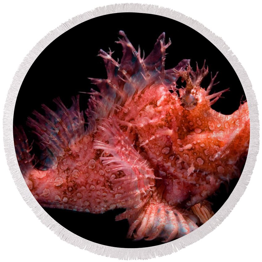 Weedy Round Beach Towel featuring the photograph Weedy Scorpionfish by Dante Fenolio