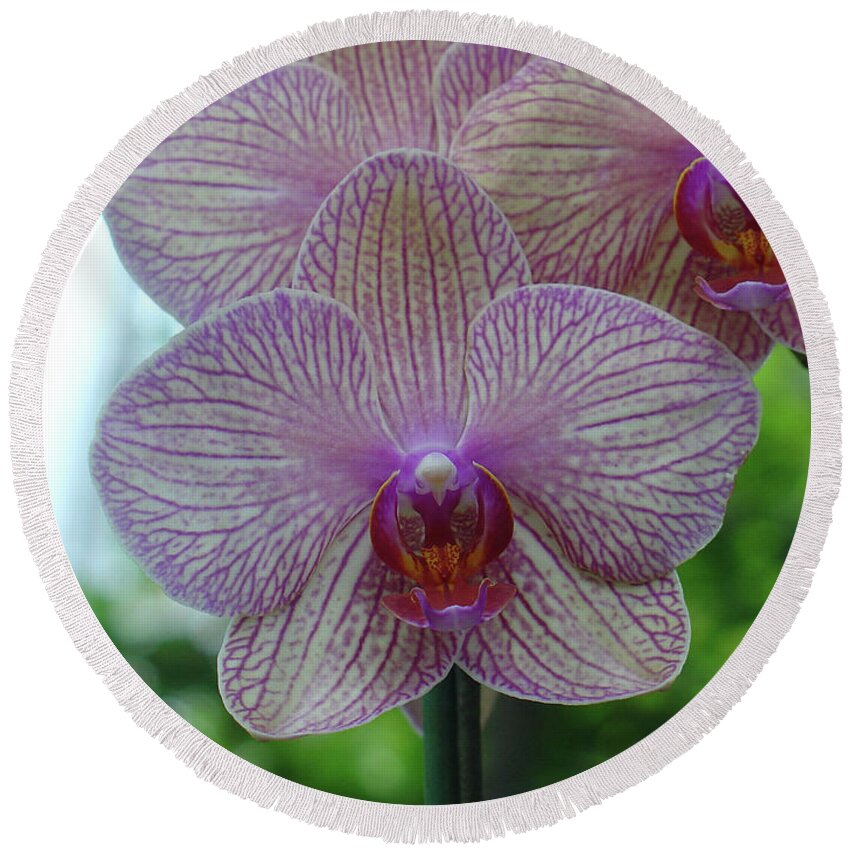 Orchid Round Beach Towel featuring the photograph White and Pink Orchid by Charles and Melisa Morrison