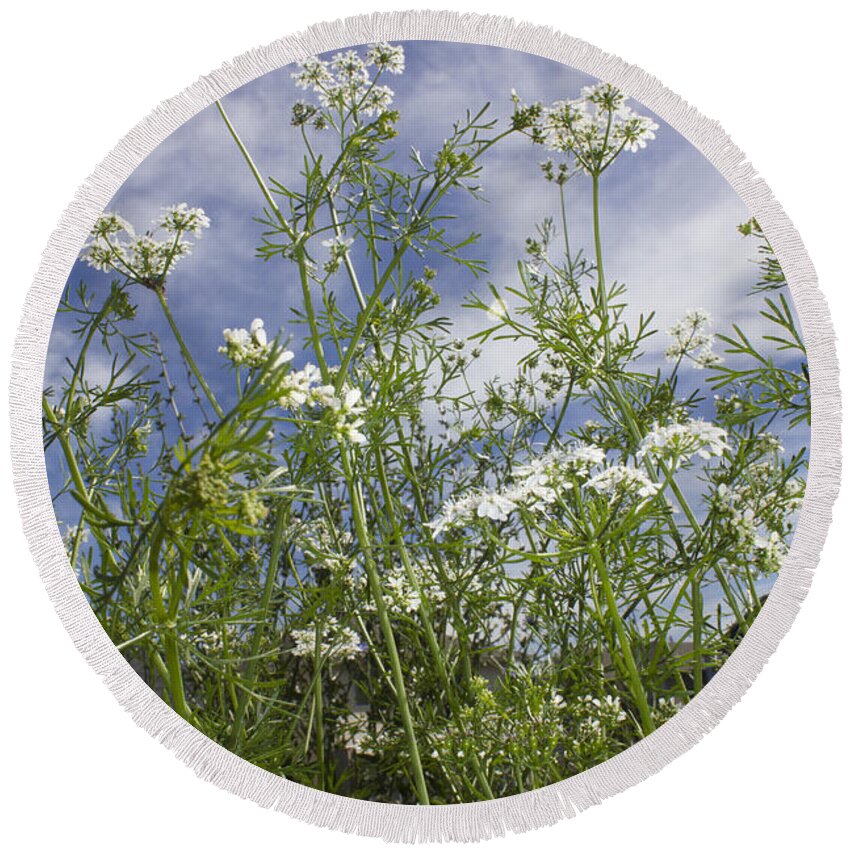 Portait Round Beach Towel featuring the photograph White Cilantro Flowers by Donna L Munro
