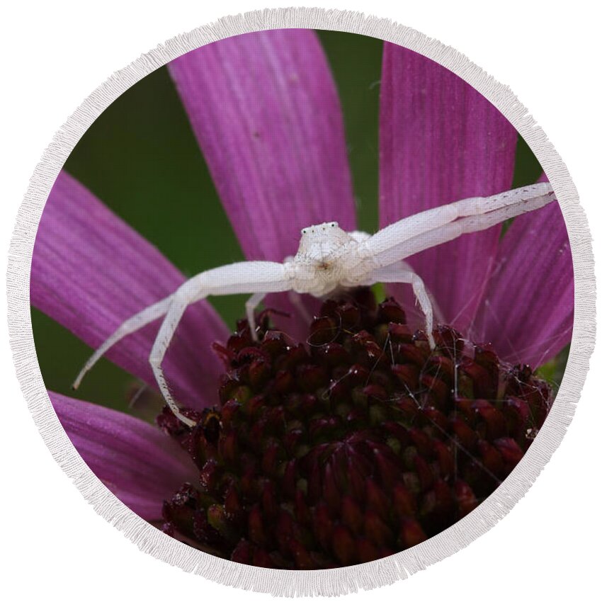 Whitebanded Crab Spider Round Beach Towel featuring the photograph Whitebanded Crab Spider On Tennessee Coneflower by Daniel Reed