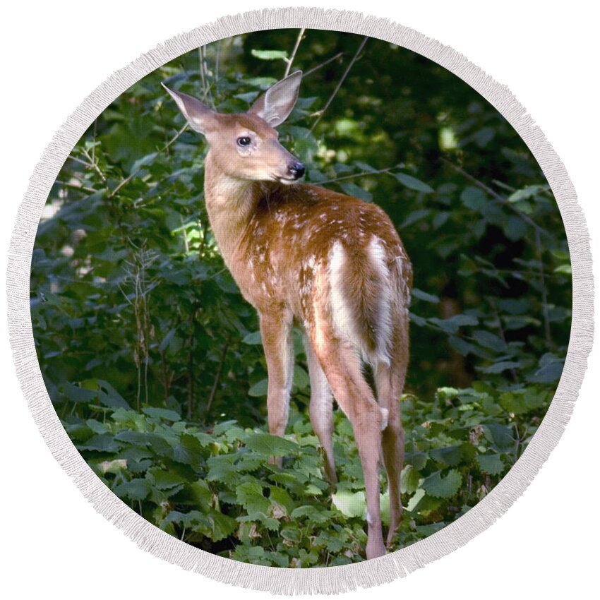 Whitetail Deer Fawn Young Bambi Mammal Looking Back Behind Folia Round Beach Towel featuring the photograph Whitetail Deer Fawn by Randall Nyhof