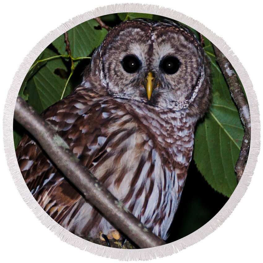 Barred Owl Round Beach Towel featuring the photograph Who Are You 2 by Cheryl Baxter