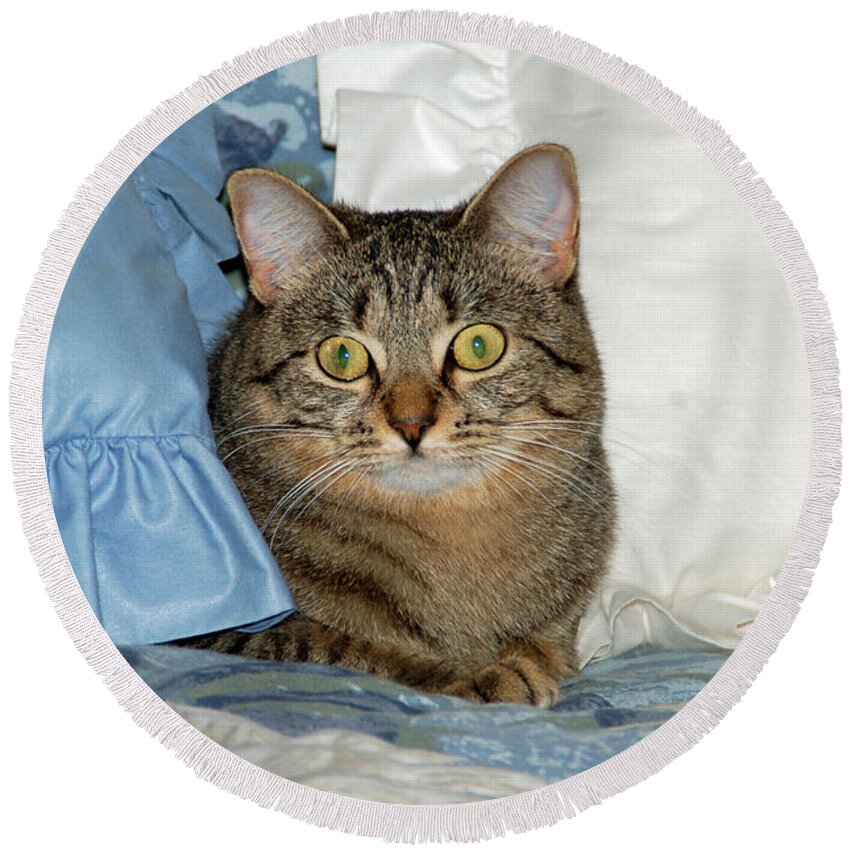 Cat Round Beach Towel featuring the photograph Wide eyed by Aimee L Maher ALM GALLERY