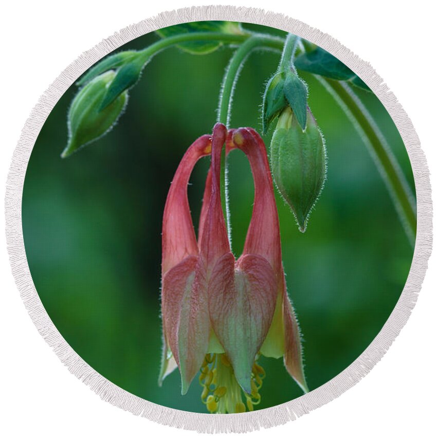 Aquilegia Canadensis Round Beach Towel featuring the photograph Wild Columbine Flower by Daniel Reed