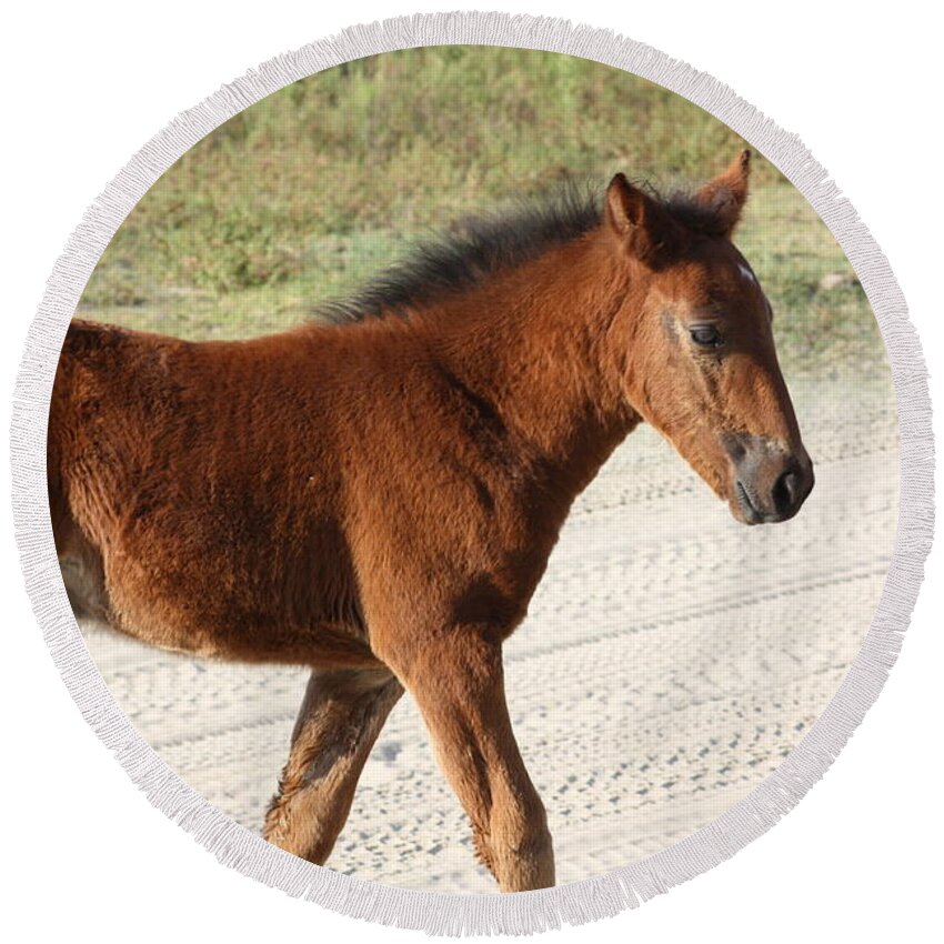 Wild Spanish Mustang Round Beach Towel featuring the photograph Wild Spanish Mustang Filly by Kim Galluzzo