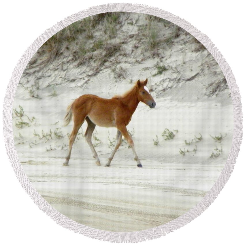 Foal Round Beach Towel featuring the photograph Wild Spanish Mustang Foal of the Outer Banks of North Carolina by Kim Galluzzo Wozniak