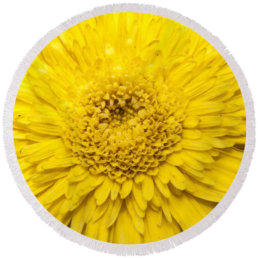 Yellow Round Beach Towel featuring the photograph Yellow Burst by Darleen Stry