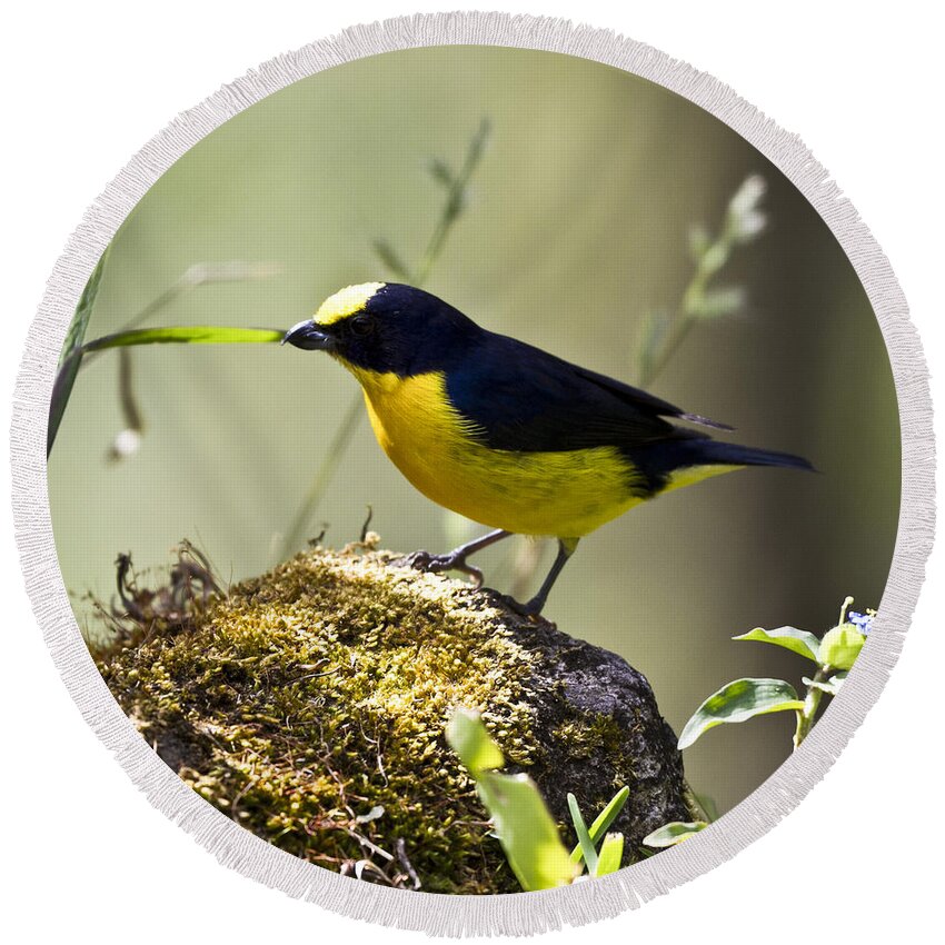 Euphonia Round Beach Towel featuring the photograph Yellow-Crowned Euphonia by Heiko Koehrer-Wagner