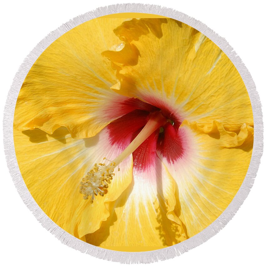 Flora Round Beach Towel featuring the photograph Yellow Fellow by Cindy Manero