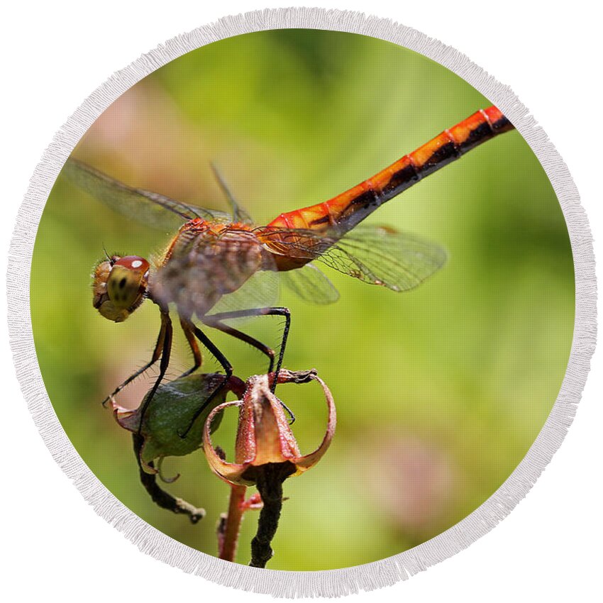 Dragonfly Round Beach Towel featuring the photograph Yellow-Legged Meadowhawk by Juergen Roth