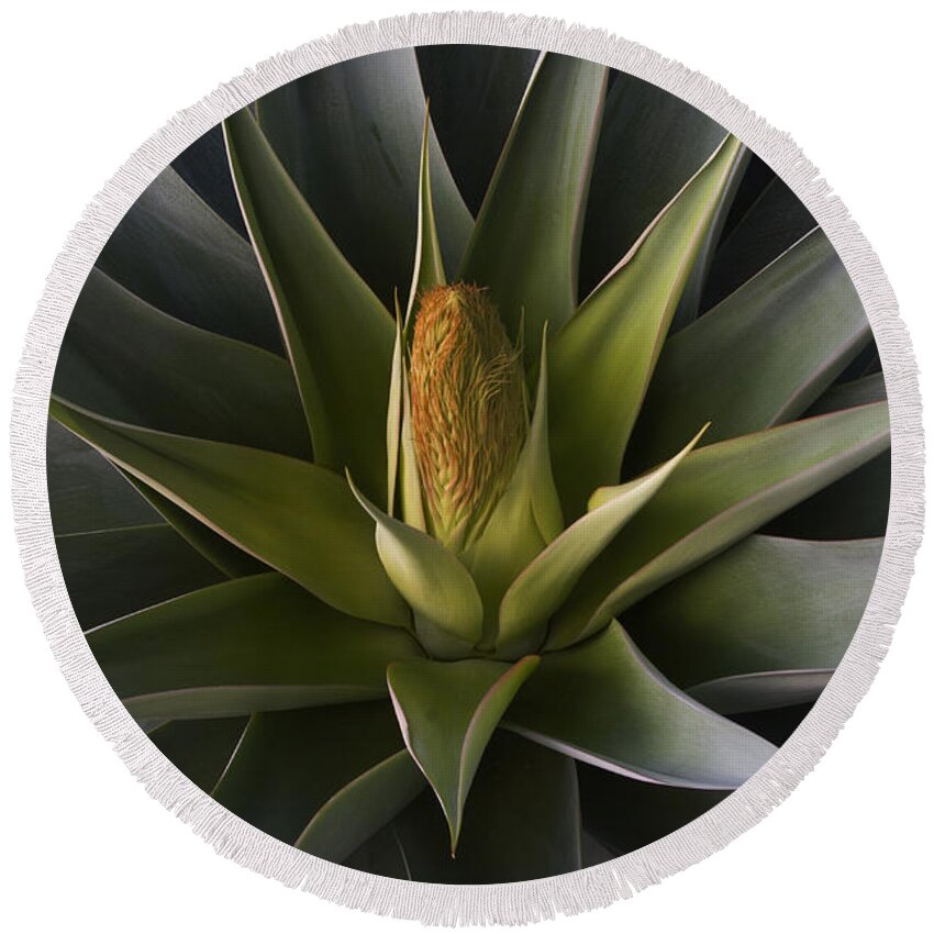 Mexico_d868 Round Beach Towel featuring the photograph Yucca Bloon by Craig Lovell