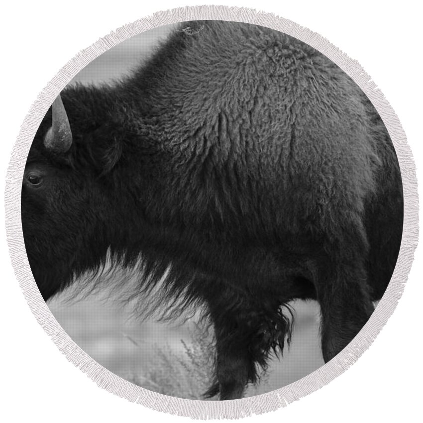 Baeuty In Beasts- Yellowstone Images- Yellowstone Wildlife- Bison In Ynp - Black And White Imagery- Prayers And Abundance- Sacred Animals. Round Beach Towel featuring the photograph The Beauty of Yellowstone by Rae Ann M Garrett