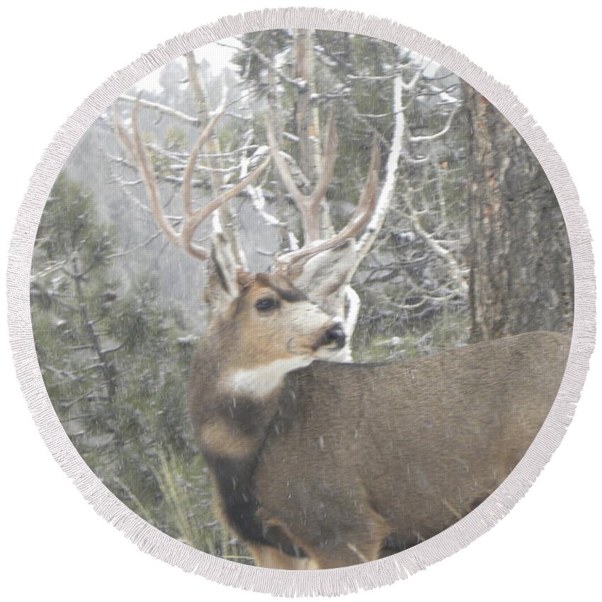  Animal Round Beach Towel featuring the photograph Buck Front Yard Divide CO by Margarethe Binkley