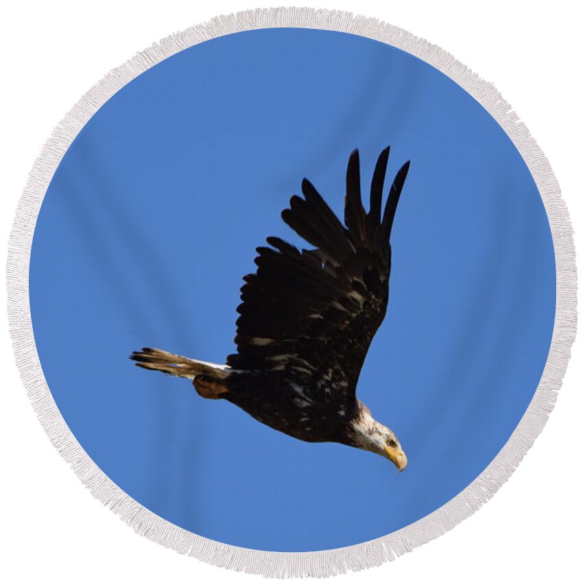 Bald Eagle Juvenile Round Beach Towel featuring the photograph Bald Eagle Juvenile Burgess Res CO by Margarethe Binkley