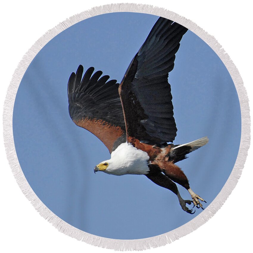 Africa Round Beach Towel featuring the photograph African Fish Eagle by Ted Keller