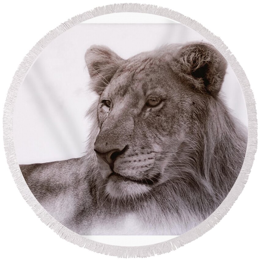 Lions Round Beach Towel featuring the photograph All Grown Up by Elaine Malott