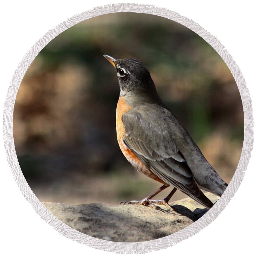 Nature Round Beach Towel featuring the photograph American Robin on Rock #1 by Sheila Brown