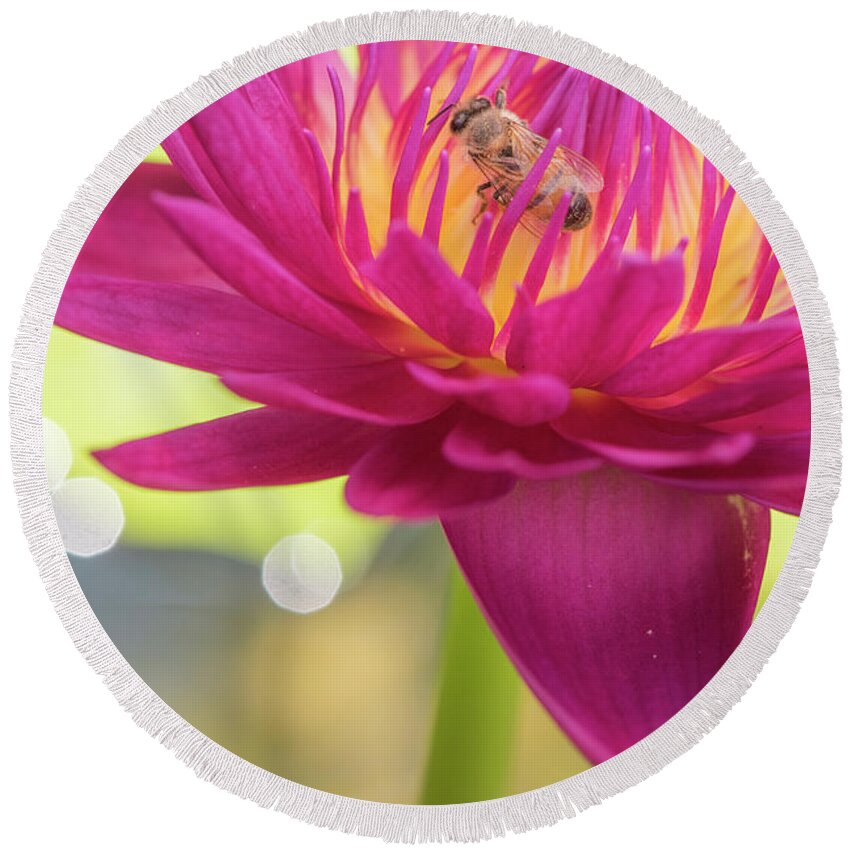 Lily Round Beach Towel featuring the photograph Attraction. by Usha Peddamatham
