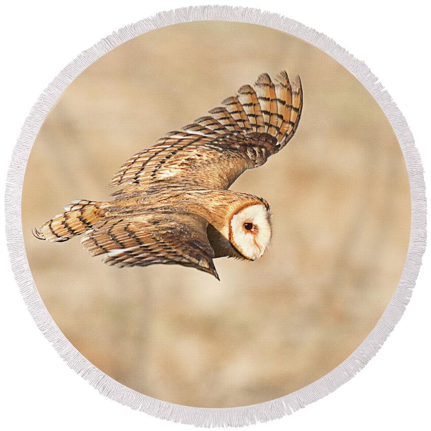 Bird Round Beach Towel featuring the photograph Barn Owl on the Wing #1 by Dennis Hammer