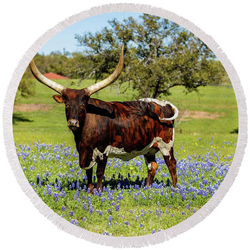 African Breed Round Beach Towel featuring the photograph Beautiful longhorn bull by Raul Rodriguez